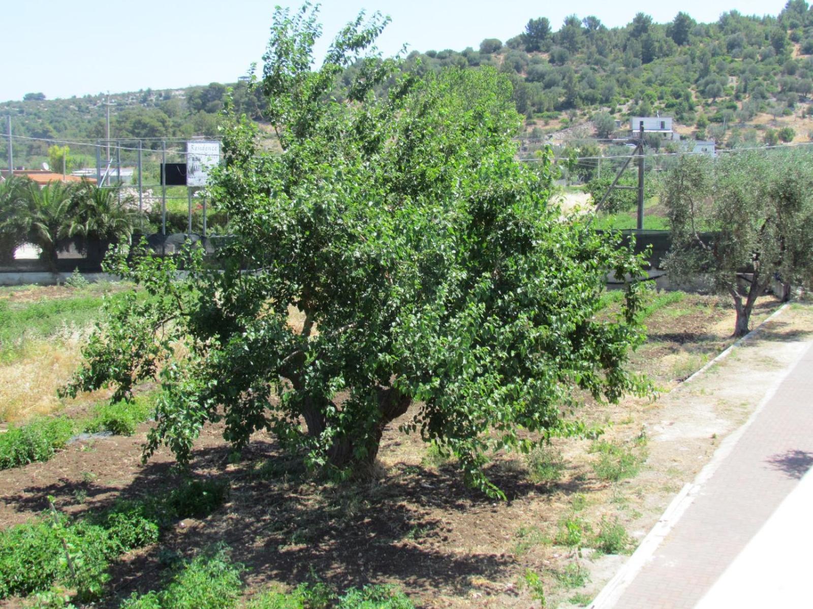 Il Gelso Bianco Ξενοδοχείο Βιέστε Εξωτερικό φωτογραφία